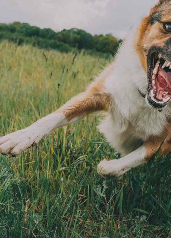 A dog bares teeth, exemplifying a case for a Rhode Island dog bite lawyer.